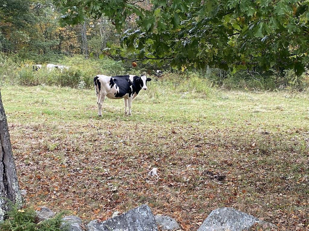 Camping for 3 Guests in Maine, USA