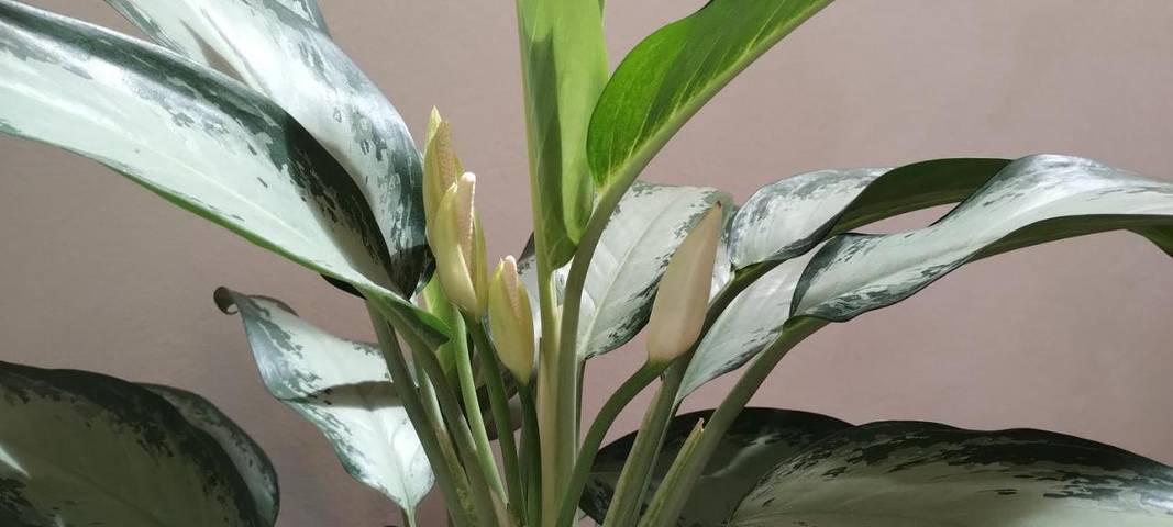 B&B für 2 Personen, mit Garten, mit Haustier in Südtirol - 4