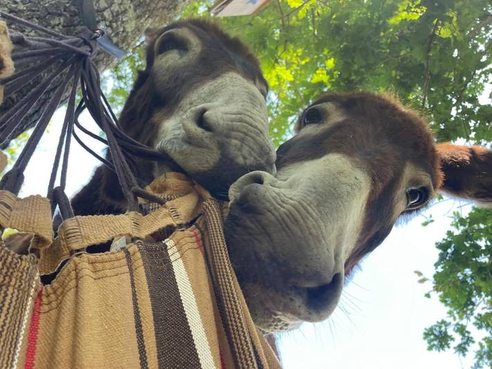 Location de vacances pour 5 personnes, avec jardin et vue, animaux acceptés à Monein - 2