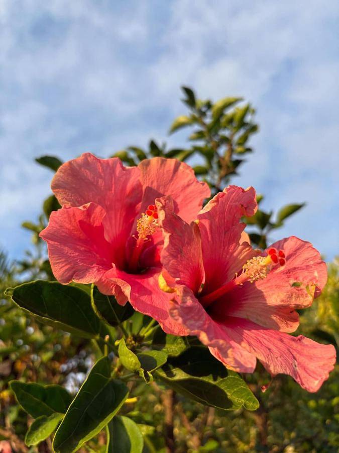 Location de vacances pour 2 personnes, avec jardin et vue dans Piton de la Fournaise - 3