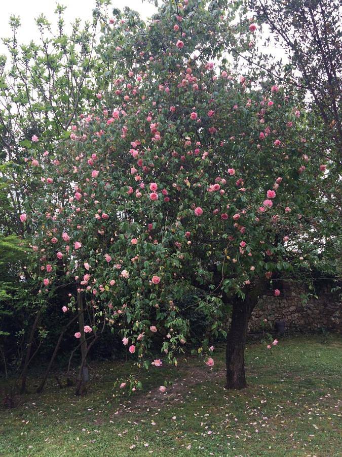 Location de vacances pour 10 personnes, avec piscine et jardin à Vic-Fezensac - 2