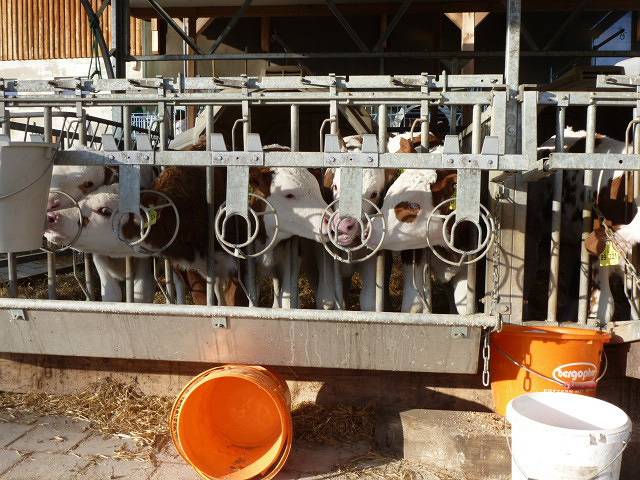 Bauernhof Längle - Ferienwohnung Längle, 70qm, 2 Schlafzimmer, max. 5 Personen in Überlingen, Region Bodensee-Oberschwaben