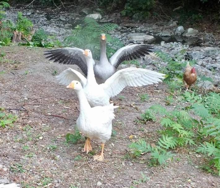 B&b per 3 persone, con Giardino e Piscina nonché Panorama in Lunigiana