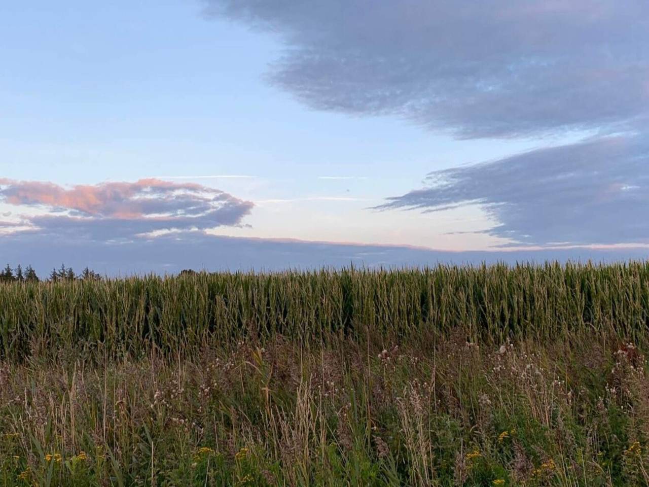 5 Personen Ferienhaus in Rømø-By Traum in Sønderstrand, Tagholm