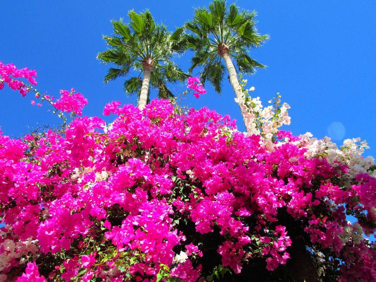 Apartamento entero, Apartamentos El Capricho in Playa de Maspalomas, San Bartolomé de Tirajana