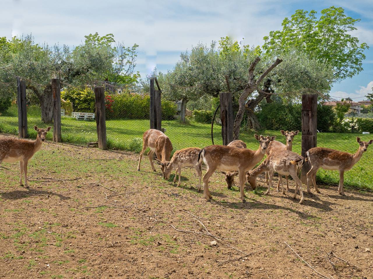 Entire apartment, Grappolo Verde in Città Sant'Angelo region, Adriatic Coast Abruzzo