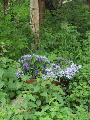 Blockhütte für 4 Personen in Alaska, USA, Bild 2