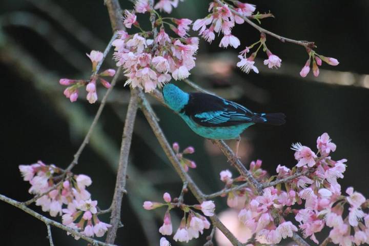 Maison d’hôte pour 2 personnes, avec vue ainsi que jardin et piscine dans Região Metropolitana do Rio de Janeiro - 4