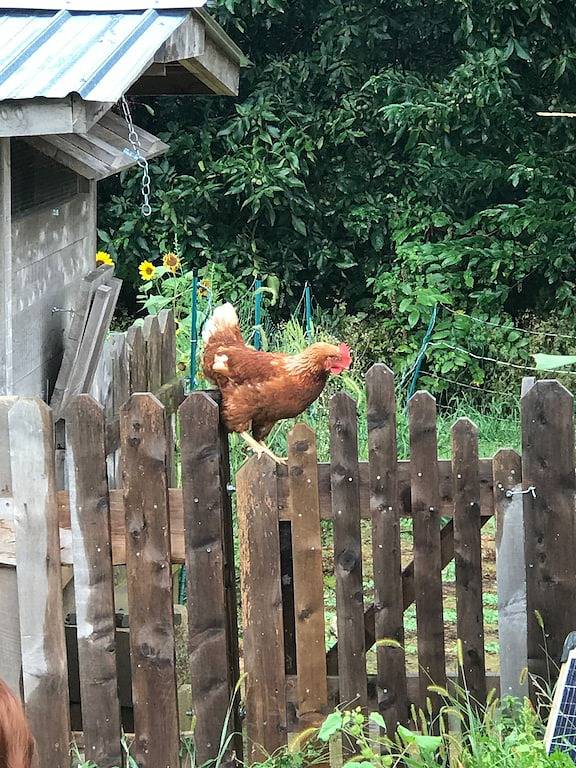 Barn for 6 people, with yard in Virginia