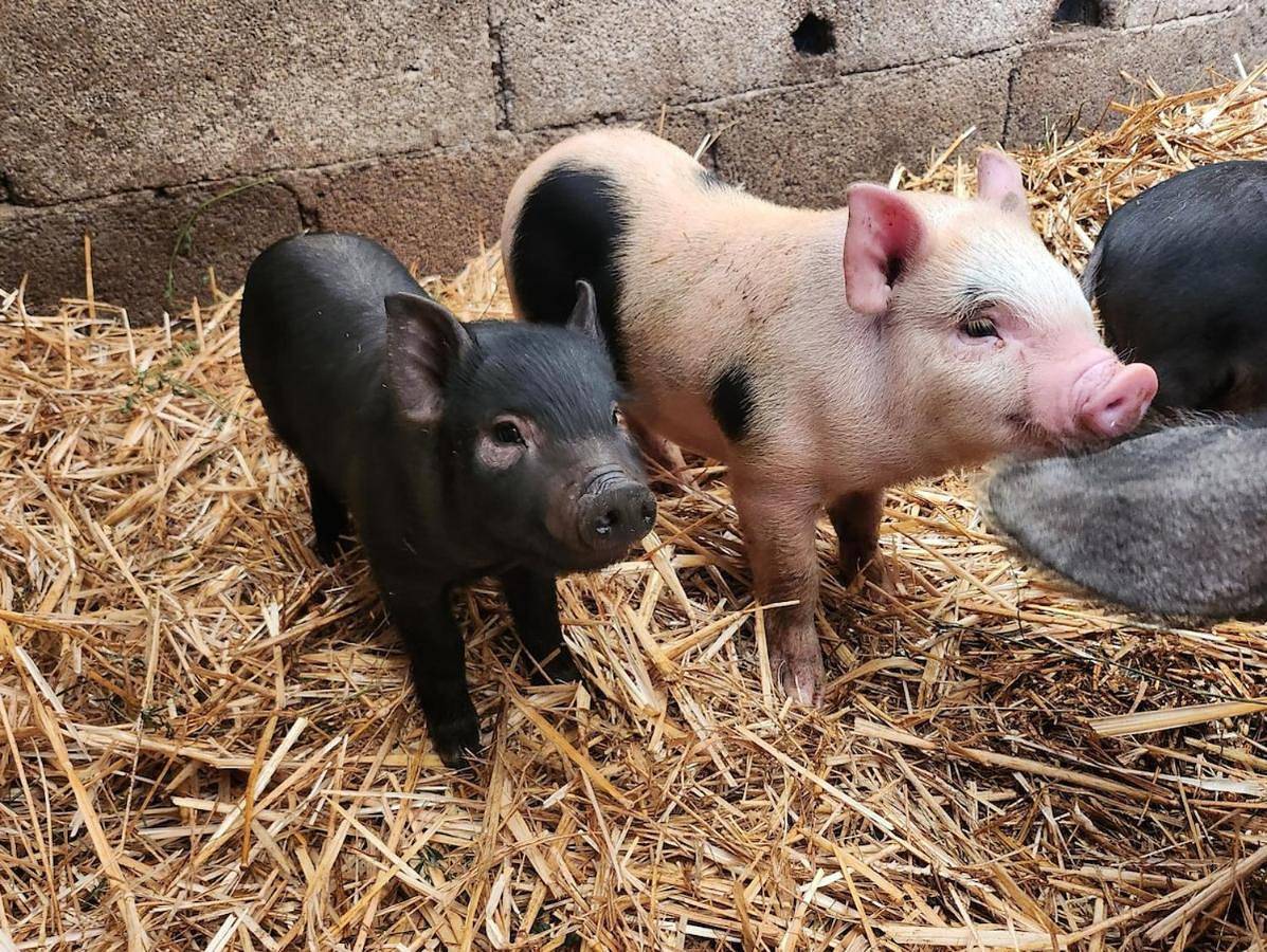 Mélodie de La Ferme du Bonheur & La Petite Grange in Aspres-sur-Buëch, Région de Gap