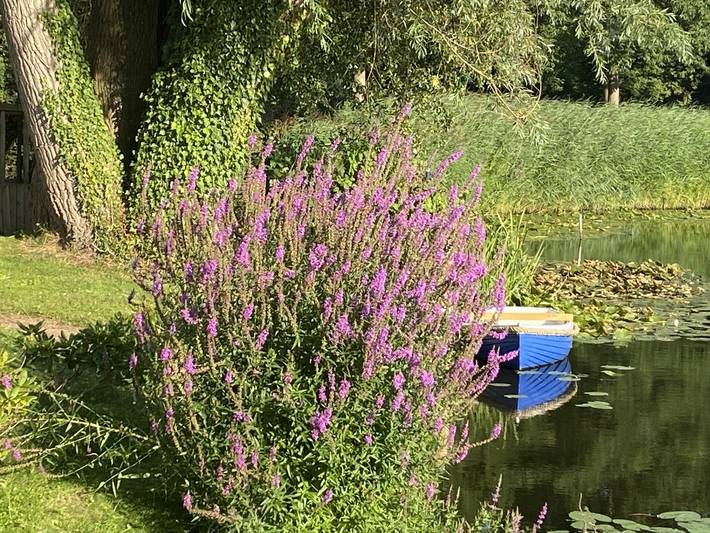 Gemütliches 4-Personen chalet mit Wasserterrasse in Bad Nieuweschans in Emsland