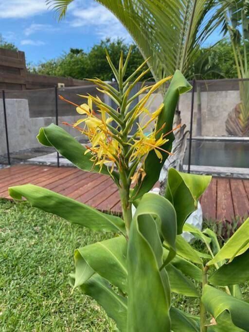 Villa pour 8 personnes, avec piscine et jardin dans Saint-Gilles les Bains - 2