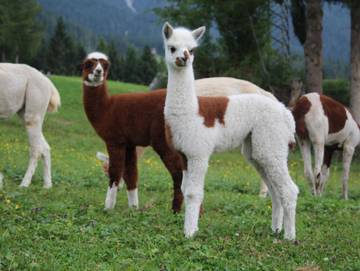 Hotel für 4 Personen in Biberwier, Zugspitze (Österreich), Bild 2