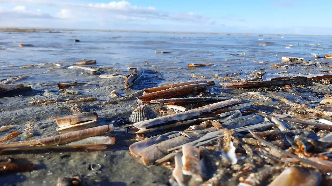Ferienhaus für 18 Personen (260 m²) in Fanø in Sønderho, Wadden Sea National Park
