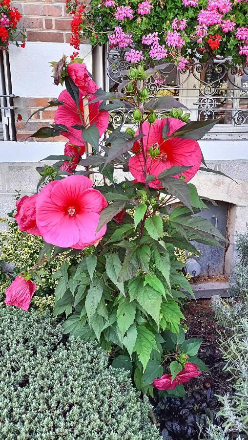 Gîte pour 7 personnes, avec jardin à Neuvy-sur-Barangeon - 2