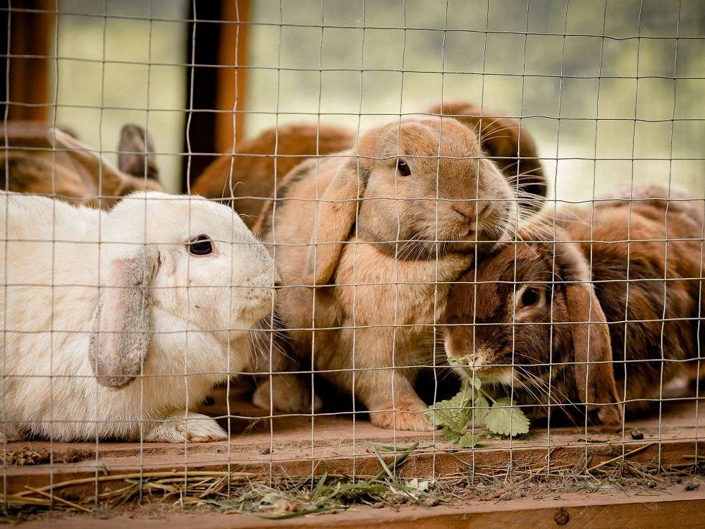 Nengshof - Appartement Vergissmeinnicht in Wißmannsdorf, Eifelkreis Bitburg-Prüm
