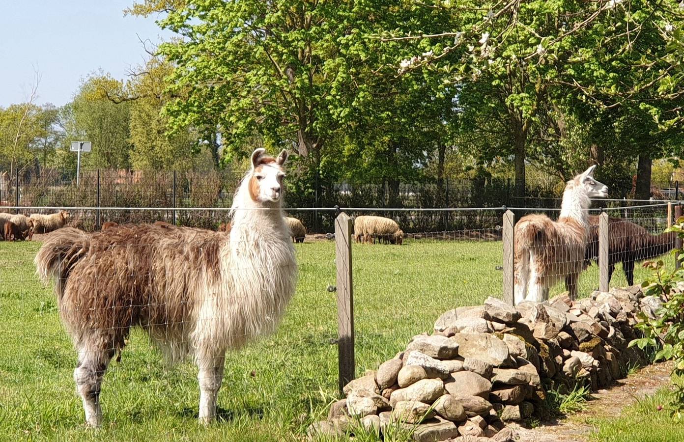 Ferienwohnung für 5 Personen in Wilsum, Landkreis Grafschaft Bentheim