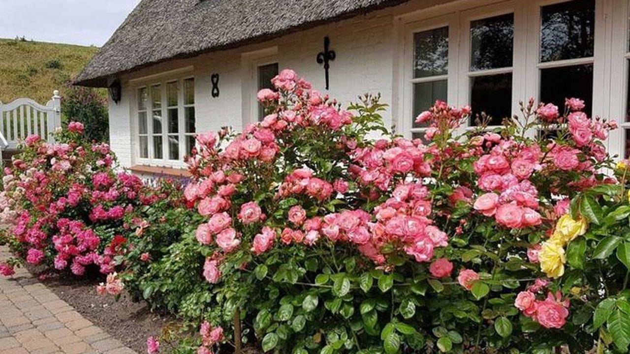 Ferienhaus für 7 Personen (220 m²) in Poppenbüll in Poppenbüll, Eiderstedt