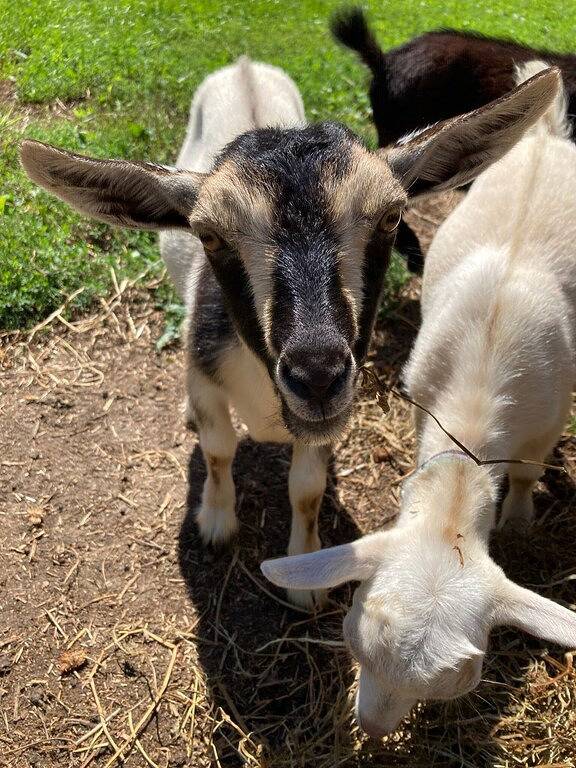 The Hoblet in Niagara Falls, Niagara Fälle