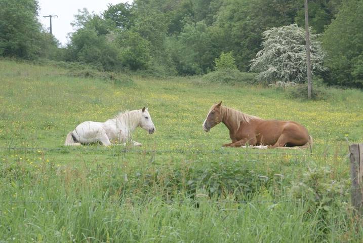 Location de vacances pour 6 personnes, avec vue ainsi que jardin et vue sur le lac dans Longny-les-Villages - 4