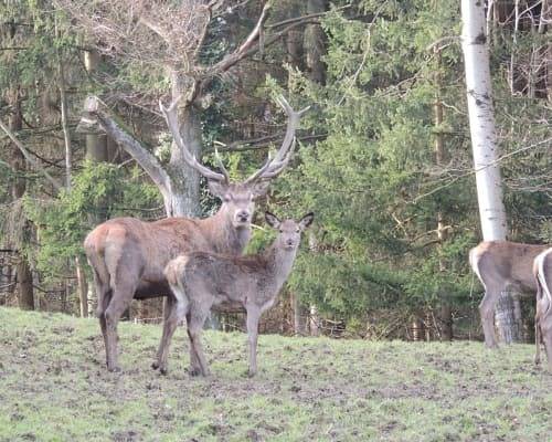 Ολόκληρο το διαμέρισμα διακοπών, Ferienwohnung Hannes Heimberger - Ferienwohnung in Purgstall an der Erlauf, Mostviertel Region