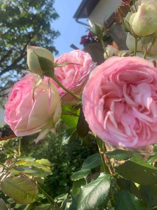 Maison de vacances pour 6 personnes, avec vue et terrasse dans Oise - 2