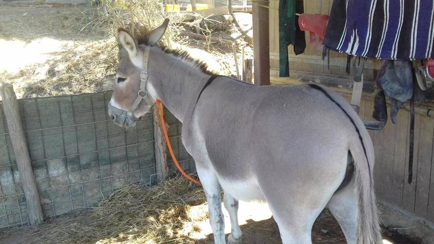 Maison d’hôte pour 2 personnes, avec vue et bassin pour enfant ainsi que piscine et jardin à San Miniato - 4