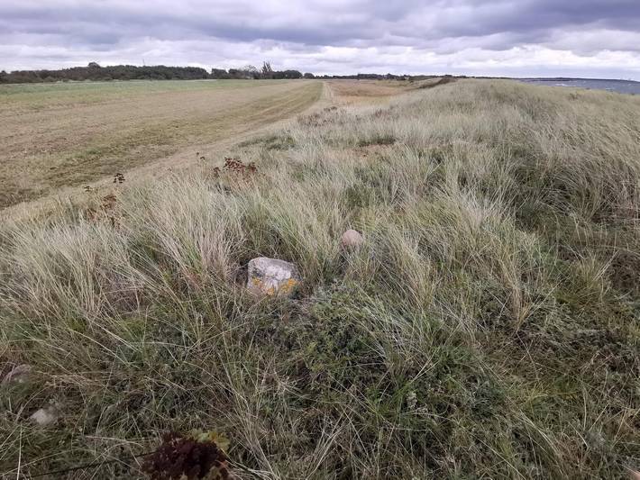 Ferienhaus für 6 Personen, mit Haustier in Dannemare - 4