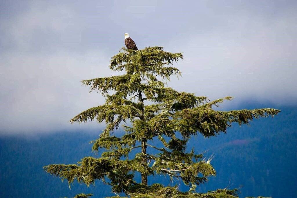 Ocean Pearl (Oceanfront - Amazing Views ) H627189082 in Port Renfew, Vancouver Island