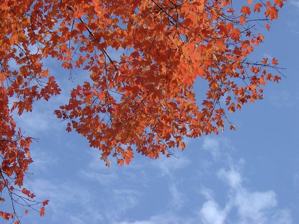 Das beste historische Viertel Victorian Cottage in Eureka Springs in Eureka Springs, Carroll County (AR)