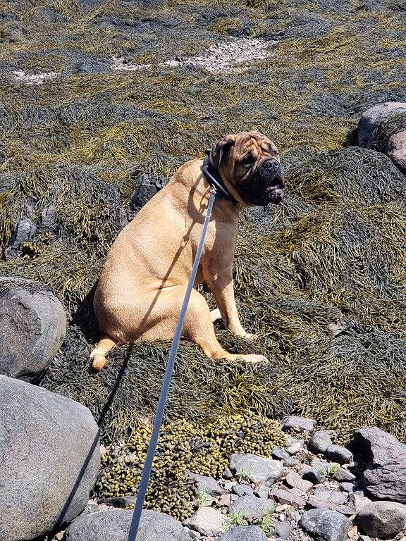 Tiny cabin Big Charm/Military discount/Fire pit/ Beach/No pet fee in Washington County (Maine)