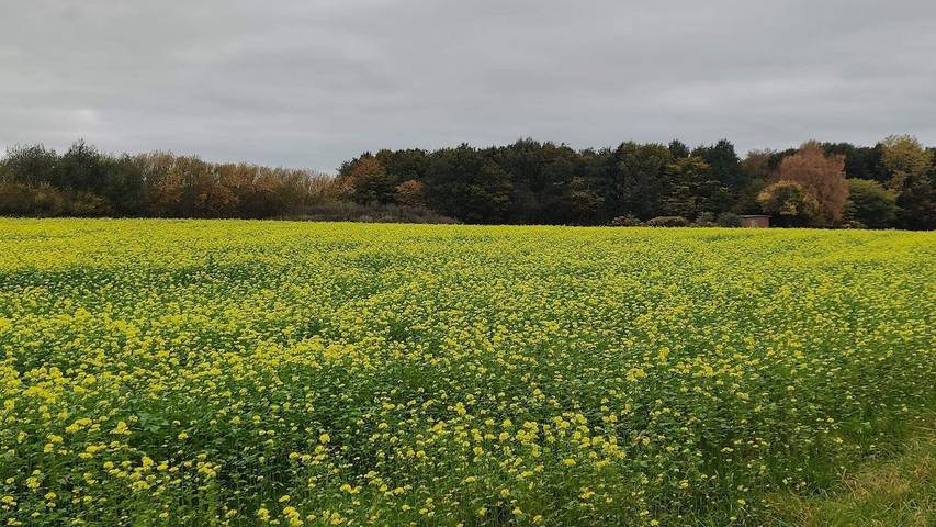Ferienhaus für 5 Personen, mit Terrasse in Råbylille Strand - 2