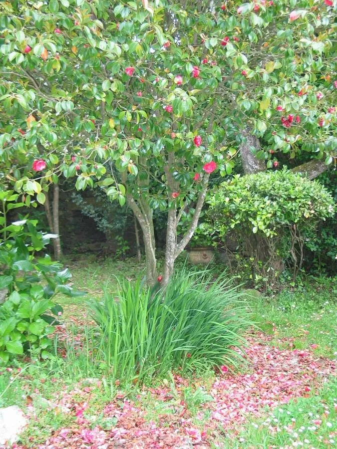 Ferienhaus für 9 Personen, mit Garten - 1