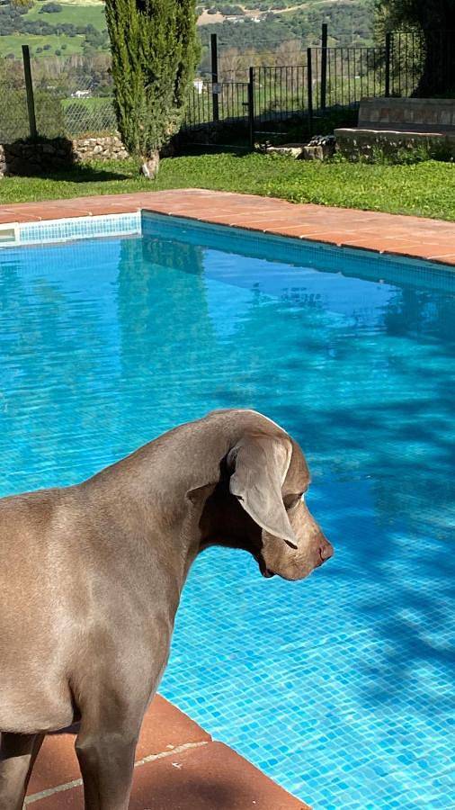 Casa rural con piscina para 3 personas, con vistas además de piscina y jardín en Sierra de Cádiz - 2