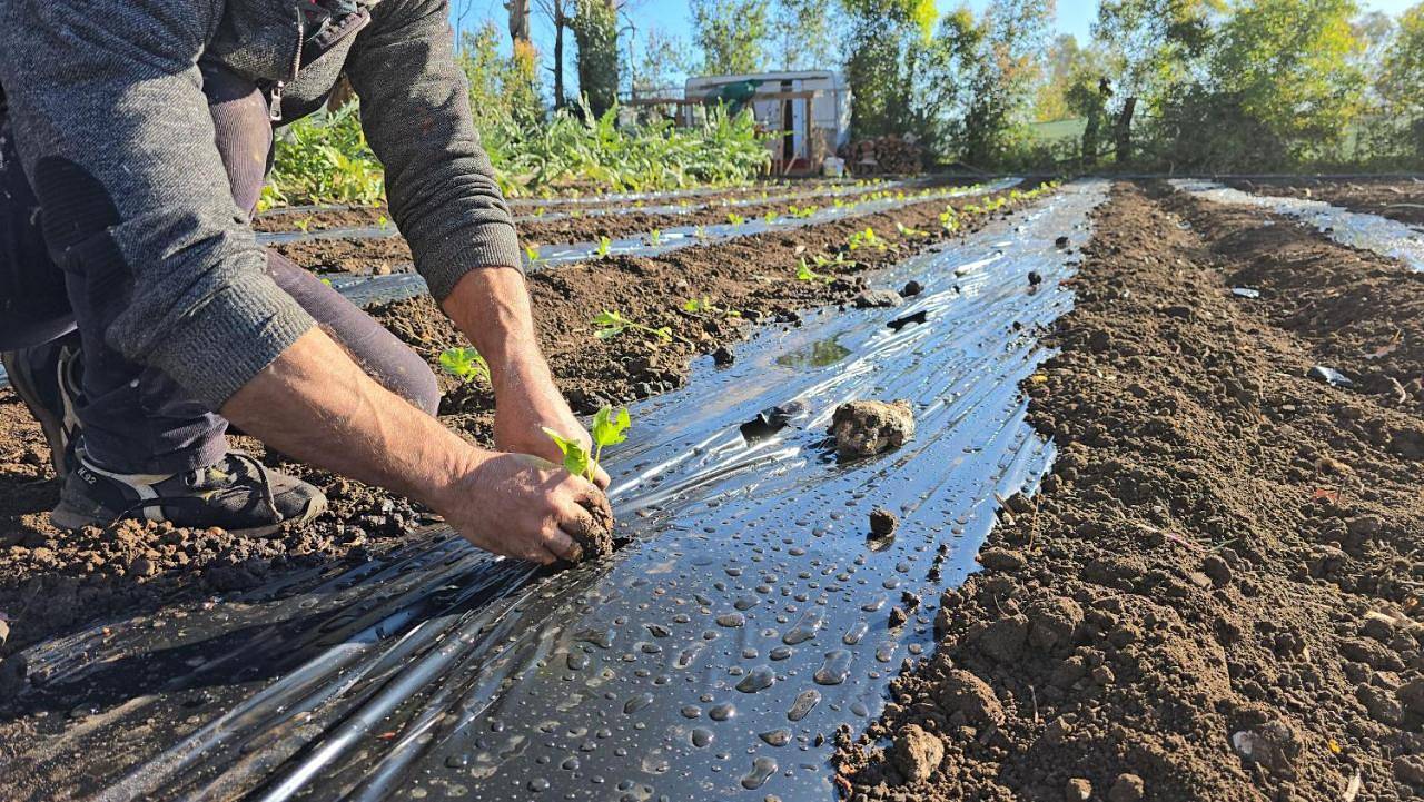 Village Camping Fico D'India in Isola di Capo Rizzuto, Provincia di Crotone