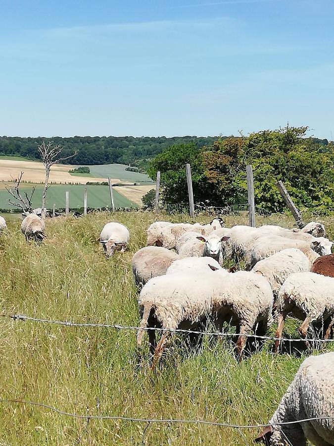 Murmure de Tilleul in Alembon, Région de Calais