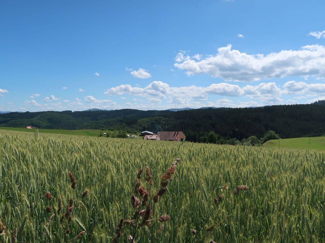 Ganze Wohnung, Mittelberghof - Mittelberghof 647.1 in Hofstetten, Mittlerer Schwarzwald