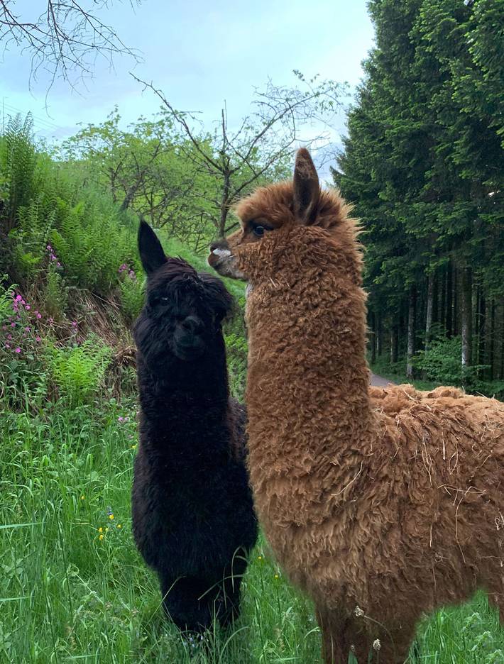 Ferienwohnung für 2 Personen, mit Terrasse in Mittlerer Schwarzwald - 4