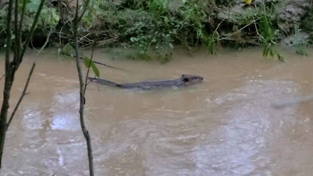 Cabin amongst the trees in Union County (NC)