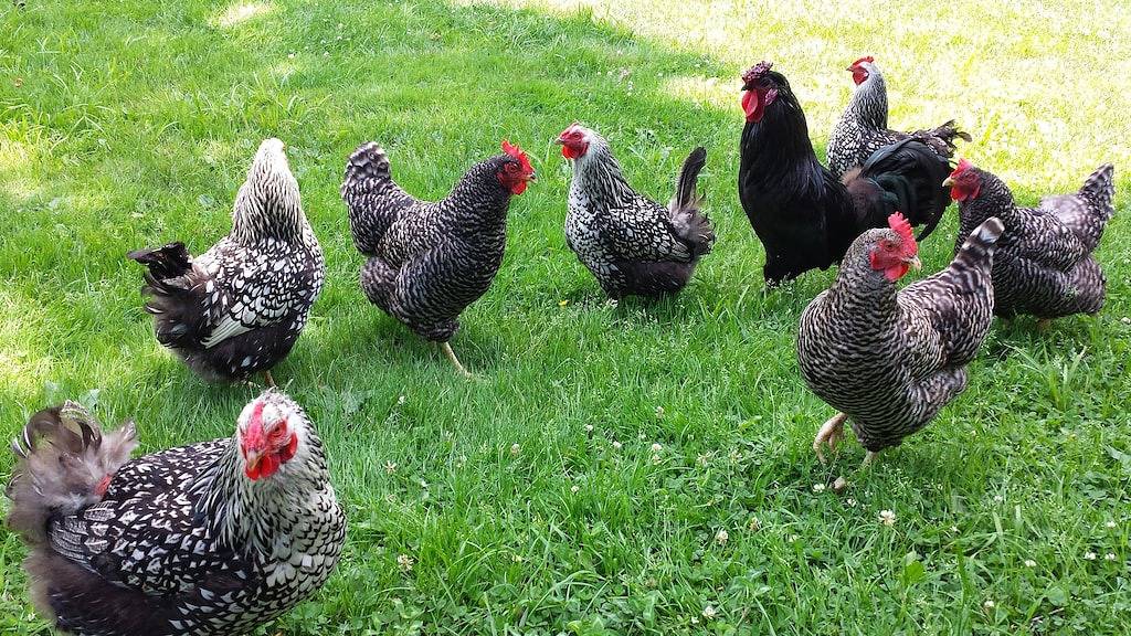 Ganze Wohnung, Hawks Mountain Farm, full apartment on a working farm. in Windsor County