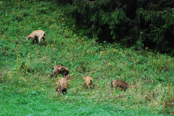 Gîte pour 15 personnes, avec jardin et terrasse à Les Rousses - 3
