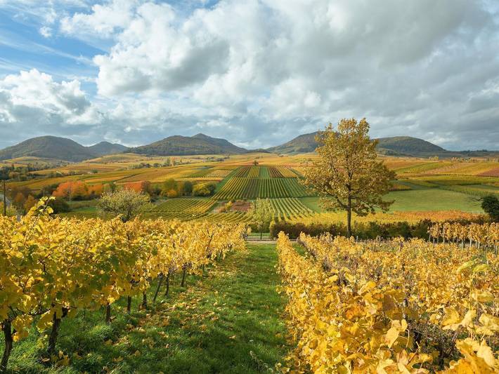 Ferienwohnung für 5 Personen, mit Terrasse, kinderfreundlich in Südliche Weinstraße