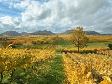 Ferienwohnung für 3 Personen, kinderfreundlich in Deutsche Weinstraße