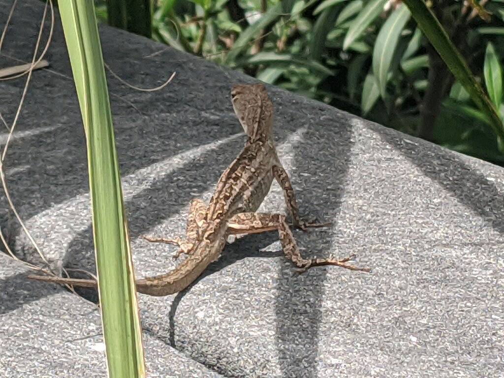 Ganze Wohnung, Lantana Guest House in Old Town Port A - 3 blocks to the beach, food, and music! in Port Aransas, Mustang Island
