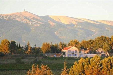 Olivier in Mazan, Parc naturel régional du Mont-Ventoux