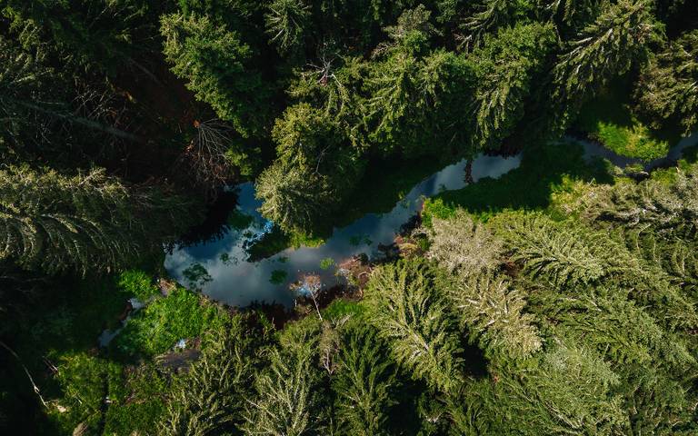 Ferienhaus für 6 Personen, mit Garten, mit Haustier in Feldberg - 3