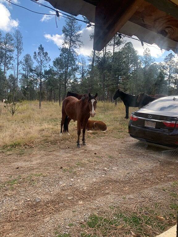 Das Hill House, privat, ruhig und nur 2 Blocks von der Main Street entfernt. in Ruidoso, Ski Apache