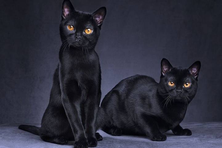 Location de vacances pour 6 personnes, animaux acceptés à Loudun - 4