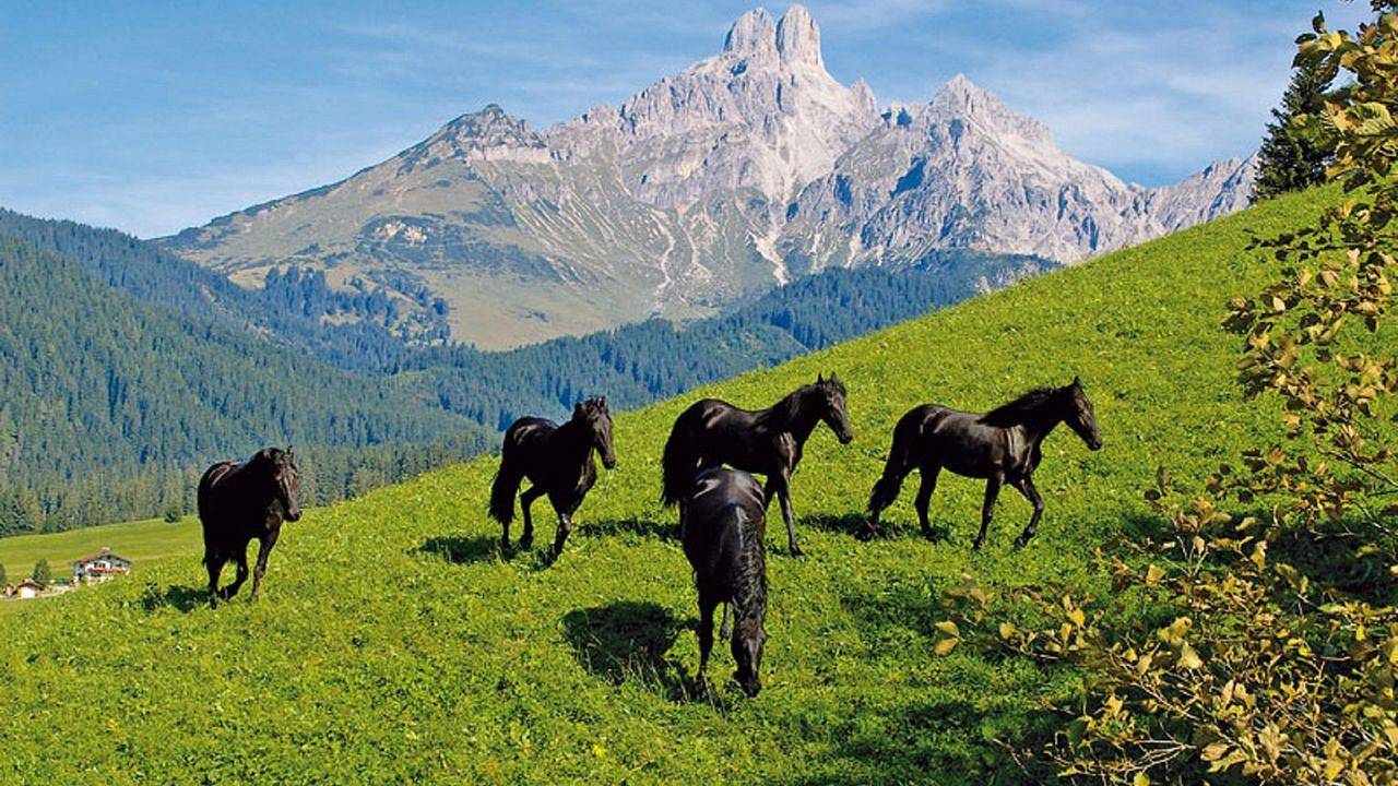 Ganze Ferienwohnung, Ferienwohnung für 6 Personen (80 m²) in Filzmoos in Filzmoos, Tennengau