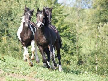 Hotel für 3 Personen in Steirerland, Oststeiermark, Bild 4